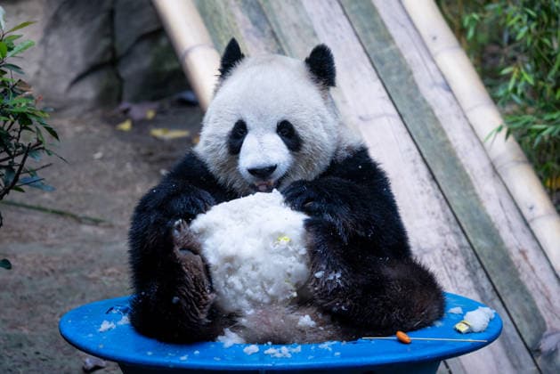 CHONGQING, CHINA - MAY 24: Giant panda Yu Ke plays with snow at Chongqing Zoo in summer on May 24, 2026 in Chongqing, China.  Copyright: xVCGx 111643832034