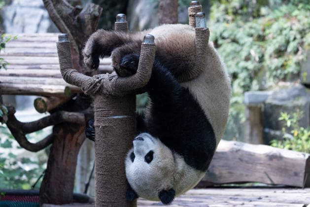 CHONGQING, CHINA - MAY 24: Giant panda Yu Ke hangs upside down at Chongqing Zoo in summer on May 24, 2026 in Chongqing, China.  Copyright: xVCGx 111643832035