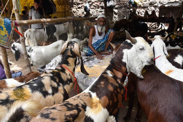 Eid-Ul Addha Goat Market at Jama Masjid Delhi A make-shift goat market comes up near the historic Jama Masjid in Delhi aweek before Eid-Ul Addha. customers to purchase goats ahead of Eid - a commemoration that involves a sacrifice to honour the legacy of the Islamic prophet Abraham who according to tradition was willing to sacrifice his son Ishmael as an act of obedience to God when the angel Gabriel intervened and instead replaced his son with a ram. Delhi Delhi India Copyright: xSondeepxShankarx