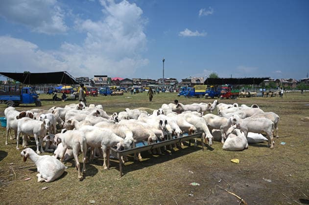 SRINAGAR, INDIA - MAY 25: A flock of sheep for the sale at a livestock market ahead of the upcoming Eid al-Adha (Bakrid) festival on May 25, 2026 in Srinagar, India. The early morning trade was highly animated following a localized declaration by regional religious scholars confirming that, based on regional moon-sighting traditions, Jammu and Kashmir will officially celebrate the Festival of Sacrifice on May 27, 2026 a day ahead of the rest of the country, which is scheduled to observe the holiday on May 28. (Photo by Waseem Andrabi Hindustan Times) Livestock Market Ahead Of The Eid al-Adha Festival In Srinagar