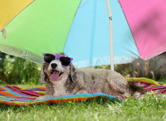 Entertainment Bilder des Tages Cookie the cockapoo dog keeps cool and in the shade on the hottest day of the year so far in Peterborough, Cambridgeshire, UK, on 25th May, 2026.  .