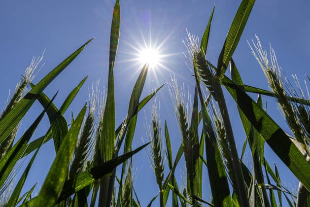 Sommersonne Die Sonne scheint vom blauen Himmel auf eine Getreidefeld bei Frankfurt am Main herab. Auch in den nächsten Tagen soll das Wetter sonnig und warm bleiben. Frankfurt am Main Hessen Deutschland *** Summer sun The sun shines down from the blue sky on a cornfield near Frankfurt am Main The weather is expected to remain sunny and warm for the next few days Frankfurt am Main Hesse Germany 2026-05-25_sommer_sonne_hitze_02