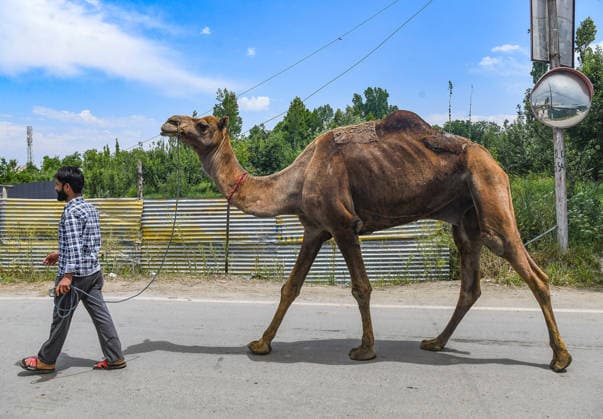 Camels displayed for sale at a makeshift livestock market Budgam, May 25 (ANI): A vendor displays camel for sale at a makeshift livestock market ahead of Eid al-Adha festival, in Budgam on Monday. Budgam Jammu and Kashmir India Copyright: xANIx ANI_20260525288