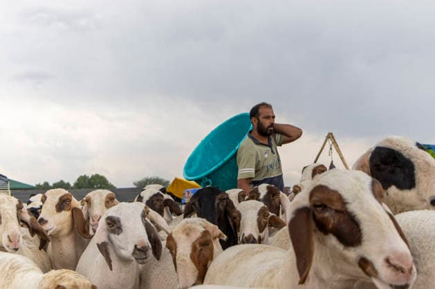 May 25, 2026, Srinagar, Jammu And Kashmir, India: A livestock trader stands among sheep at a livestock market ahead of the Muslim festival of Eid al Adha in Srinagar, the summer capital of Indian Kashmir. Srinagar India  - ZUMAf191 20260525_zip_f191_003 Copyright: xUmarxFarooqx