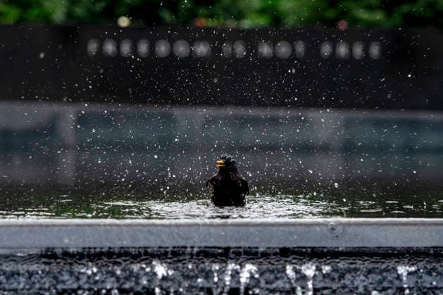 A bird takes a bath at the Korean War Memorial on Memorial Day in Washington, DC on Monday, May 25, 2026.  WAP20260525340 BONNIExCASH