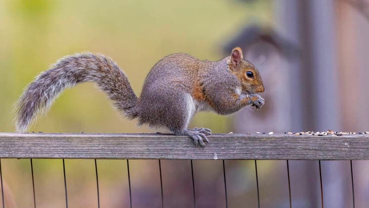 Das östliche graue Eichhörnchen (Sciurus carolinensis) The eastern gray squirrel (Sciurus carolinensis) in the garden (License=RF) Copyright: xZoonar.com KARELxBOCKx 25068909