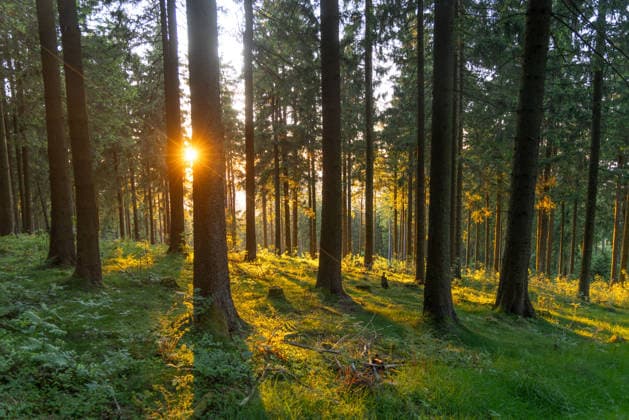 Warmes Maiwetter im Taunus Blick im Wald am Großen Feldberg im Taunus in die untergehende Sonne., Schmitten Hessen Deutschland *** Warm May weather in the Taunus View in the forest at the Großer Feldberg in the Taunus into the setting sun , Schmitten Hessen Germany