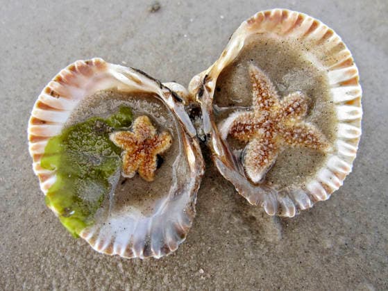 Creative Highlights World Zwei kleine, lebendige Seesterne in einer Muschel im Watt auf der Nordseeinsel Föhr, Schleswig-Holstein, Deutschland Zwei kleine, lebendige Seesterne in einer Muschel im Watt auf der Nordseeinsel Föhr, Schleswig-Holstein, Deutschland (License=RF) Copyright: xZoonar.com HelmutxVoglerx 25089471