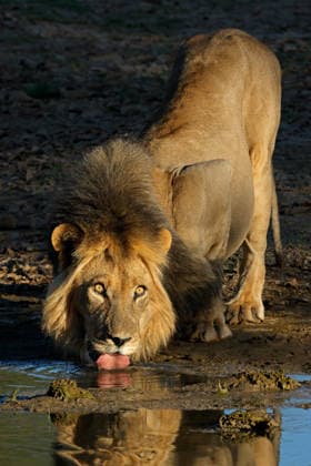 Creative Highlights World Männlicher afrikanischer Löwe trinkt Wasser ? Kalahari-Wüste A big male African lion (Panthera leo) drinking water, Kalahari desert, South Africa (License=RF) Copyright: xZoonar.com NicoxSmitx 25101137