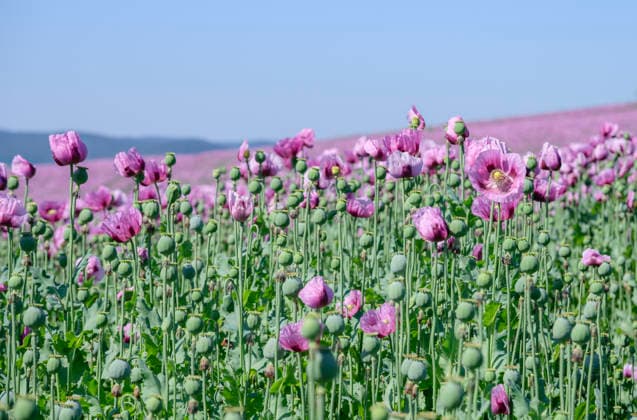 26.05.2026, Rheinland-Pfalz, Quirnheim. 26.05.2025, Rheinland-Pfalz, Kindenheim. Ein ungewöhnliches Meer aus lila Blüten zeigt sich am Dienstag am Ortsrand von Quirnheim. Dort wird Schlafmohn angebaut. Schlafmohnfelder sieht man eher selten in Deutschland. Der Anbau ist genehmigungspflichtig . Die Flächen müssen bei der Bundesopiumstelle beantragt werden. Ebenso muss der Ertrag gemeldet werden. Bei dem angebauten Schlafmohn handelt es sich jedoch um eine opiumarme Variante. Die Samen, die in der Regel Anfang August geerntet werden kennt man zum Beispiel von den Mohnbrötchen beim Bäcker. Die Pflanze selbst blüht nur wenige Tage. Bald ist die lila Pracht schon wieder vorbei. *** 26 05 2026, Rhineland-Palatinate, Quirnheim 26 05 2025, Schlafmohnfeld260526001.jpg