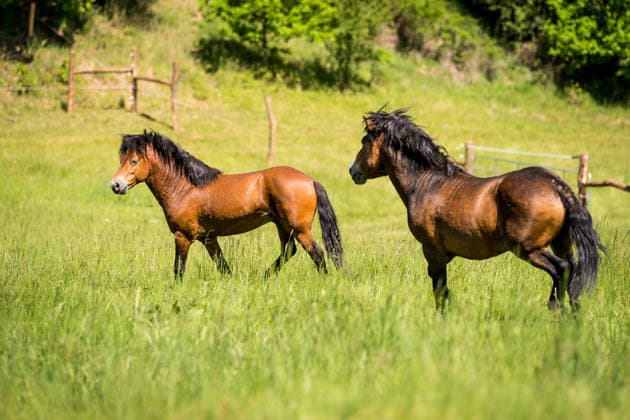 A wild horse reserve has been established in the Havlickuv Brod district; it is the first of its kind in the Vysocina Region. This afternoon, on Tuesday, May 26, 2026, conservationists brought two stallions from the Podyji National Park to a plot of land spanning over 20 hectares near Loukov. Five more animals are expected to arrive there by the end of the year. Dalibor Dostal, director of the conservation organization Ceska krajina, which began working with scientists years ago to reintroduce large ungulates into the local wilderness, shared this information with CTK. Dostal said that reserves are not created for the animals themselves, but to transform the land for the better. According to him, natural grazing by large ungulates helps res  CTKPhotoP2026052605093