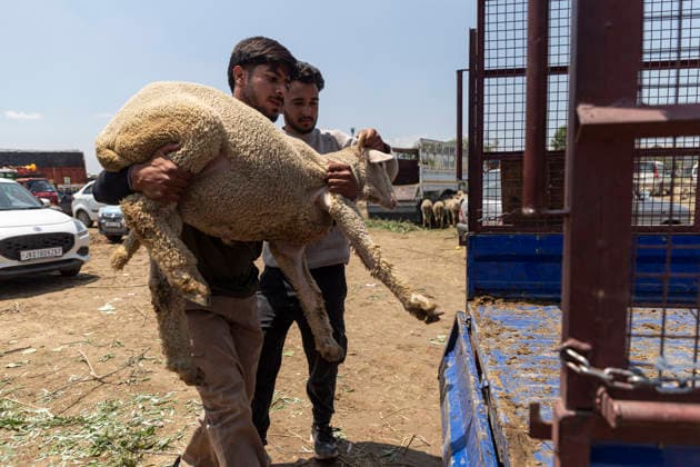 May 26, 2026, Srinagar, Jammu and Kashmir, India: A Muslim man is seen loading a sheep onto a load carrier after purchasing it at a flea livestock market ahead of the Muslim festival of Eid al-Adha in Srinagar. Srinagar India - ZUMAa205 20260526_zip_a205_020 Copyright: xAdilxAbassx