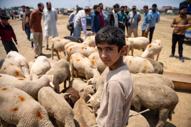 Eid ul Adha Festival in Srinagar, India - 26 MAY 2026. A boy seen standing near sacrificial animals on sale at livestock market ahead of Eid al-Adha. Eid al-Adha, also known as Bakr Eid or the Festival of Sacrifice, is an important Islamic festival that honours Prophet Ibrahim’s willingness to sacrifice his son Ismail in obedience to Allah. Muslims celebrate it with prayers, animal sacrifice (Qurbani), and acts of charity and sharing. It marks the culmination of the annual Hajj pilgrimage to Mecca. Srinagar India Copyright: xIdreesxAbbasx xSOPAxImagesx IdreesAbbas_26MAY2026__12
