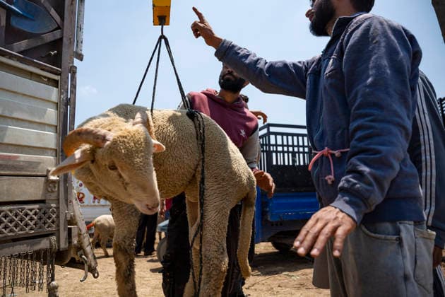 Eid ul Adha Festival in Srinagar, India - 26 MAY 2026. Men seen weighing a sheep at a makeshift market ahead of Eid al-Adha. Eid al-Adha, also known as Bakr Eid or the Festival of Sacrifice, is an important Islamic festival that honours Prophet Ibrahim’s willingness to sacrifice his son Ismail in obedience to Allah. Muslims celebrate it with prayers, animal sacrifice (Qurbani), and acts of charity and sharing. It marks the culmination of the annual Hajj pilgrimage to Mecca. Srinagar India Copyright: xIdreesxAbbasx xSOPAxImagesx IdreesAbbas_26MAY2026__20