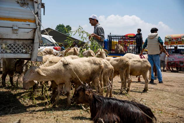 Eid ul Adha Festival in Srinagar, India - 26 MAY 2026. Sacrificial animals on sale seen at makeshift market ahead of Eid al-Adha . Eid al-Adha, also known as Bakr Eid or the Festival of Sacrifice, is an important Islamic festival that honours Prophet Ibrahim’s willingness to sacrifice his son Ismail in obedience to Allah. Muslims celebrate it with prayers, animal sacrifice (Qurbani), and acts of charity and sharing. It marks the culmination of the annual Hajj pilgrimage to Mecca. Srinagar India Copyright: xIdreesxAbbasx xSOPAxImagesx IdreesAbbas_26MAY2026__16