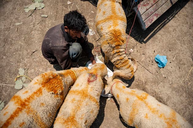 Eid ul Adha Festival in Srinagar, India - 26 MAY 2026. A sheep seller seen feeding his sheep while waiting for customers at a makeshift market ahead of Eid al-Adha. Eid al-Adha, also known as Bakr Eid or the Festival of Sacrifice, is an important Islamic festival that honours Prophet Ibrahim’s willingness to sacrifice his son Ismail in obedience to Allah. Muslims celebrate it with prayers, animal sacrifice (Qurbani), and acts of charity and sharing. It marks the culmination of the annual Hajj pilgrimage to Mecca. Srinagar India Copyright: xIdreesxAbbasx xSOPAxImagesx IdreesAbbas_26MAY2026__27