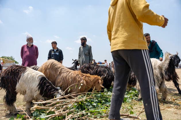 May 26, 2026, Srinagar, India: Sacrificial animals seen at makeshift market ahead of Eid al-Adha.. Eid al-Adha, also known as Bakr Eid or the Festival of Sacrifice, is an important Islamic festival that honours Prophet Ibrahim™s willingness to sacrifice his son Ismail in obedience to Allah. Muslims celebrate it with prayers, animal sacrifice (Qurbani), and acts of charity and sharing. It marks the culmination of the annual Hajj pilgrimage to Mecca. Srinagar India  - ZUMAs197 20260526_aaa_s197_022 Copyright: xIdreesxAbbasx