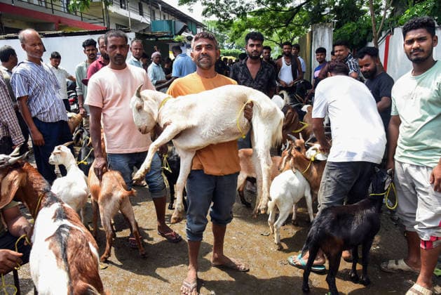 A vendor at livestock markets picks a goat as the vendors wait for customers ahead of the Eid al-Adha festival Guwahati, May 26 (ANI): A vendor at livestock markets picks a goat as the vendors wait for customers ahead of the Eid al-Adha festival, in Guwahati on Tuesday. Guwahati Assam India Copyright: xANIx ANI_20260526205