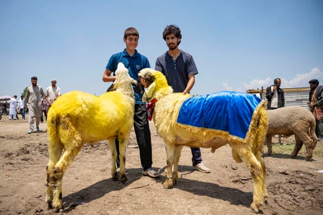 May 26, 2026, Srinagar, India: Sheep sellers seen posing for a picture with their sacrificial sheep at makeshift market ahead of Eid al-Adha.. Eid al-Adha, also known as Bakr Eid or the Festival of Sacrifice, is an important Islamic festival that honours Prophet Ibrahim™s willingness to sacrifice his son Ismail in obedience to Allah. Muslims celebrate it with prayers, animal sacrifice (Qurbani), and acts of charity and sharing. It marks the culmination of the annual Hajj pilgrimage to Mecca. Srinagar India - ZUMAs197 20260526_aaa_s197_026 Copyright: xIdreesxAbbasx