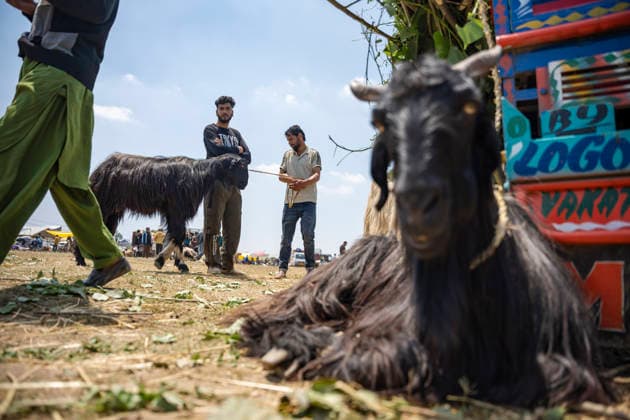 May 26, 2026, Srinagar, India: Sacrificial goat on sale seen at makeshift market ahead of Eid al-Adha.. Eid al-Adha, also known as Bakr Eid or the Festival of Sacrifice, is an important Islamic festival that honours Prophet Ibrahim™s willingness to sacrifice his son Ismail in obedience to Allah. Muslims celebrate it with prayers, animal sacrifice (Qurbani), and acts of charity and sharing. It marks the culmination of the annual Hajj pilgrimage to Mecca. Srinagar India - ZUMAs197 20260526_aaa_s197_037 Copyright: xIdreesxAbbasx
