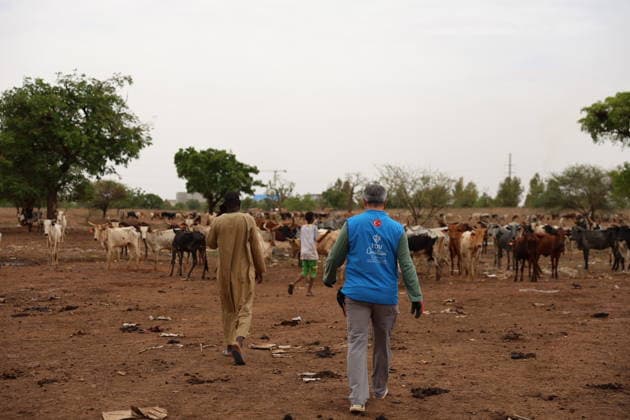 Eid al-Adha preparations in Burkina Faso OUAGADOUGOU, BURKINA FASO - MAY 26: Volunteer Turkish veterinarians of Turkiye Diyanet Foundation (TDV) examine livestock to assess health compliance ahead of Eid al-Adha in Ouagadougou, Burkina Faso on May 26, 2026. Besir Kelleci Anadolu Ouagadougou Burkina Faso. Editorial use only. Please get in touch for any other usage.  Copyright: x2026xAnadoluxBesirxKellecix