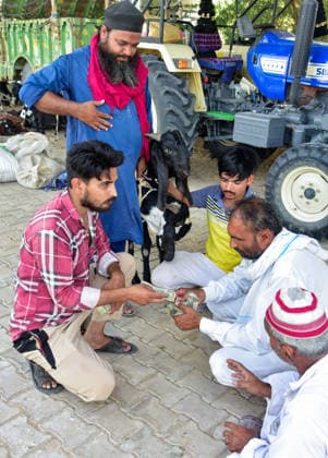 Buyer buys a sacrificial goat at a livestock market ahead of Eid al-Adha in Bikaner Bikaner, May 26 (ANI): A vendor counts money as a buyer buys a goat at the livestock market ahead of the Eid al-Adha festival, in Bikaner on Tuesday. Bikaner Rajasthan India Copyright: xANIx ANI_20260526505