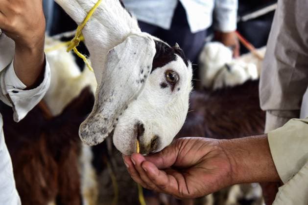 A person feeds a goat at a livestock market ahead of the Eid al-Adha festival Bikaner, May 26 (ANI): A person feeds a goat at a livestock market ahead of the Eid al-Adha festival, in Bikaner on Tuesday. Bikaner Rajasthan India Copyright: xANIx ANI_20260526509