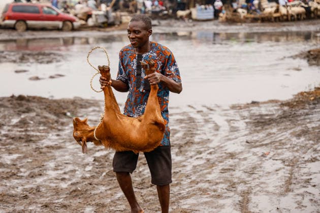 Ahead of Eid al-Adha in Nigeria LAGOS, NIGERIA - MAY 26: A view of an animal market as Eid al-Adha approaches in Lagos, Nigeria on May 26, 2026. Muslims sell cattle and sheep brought from various states for sale at one of the largest animal markets near the Lagos–Ibadan highway. Emmanuel Osodi Anadolu Lagos Nigeria. Editorial use only. Please get in touch for any other usage.  Copyright: x2026xAnadoluxEmmanuelxOsodix