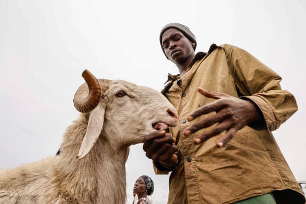 Ahead of Eid al-Adha in Nigeria LAGOS, NIGERIA - MAY 26: A view of an animal market as Eid al-Adha approaches in Lagos, Nigeria on May 26, 2026. Muslims sell cattle and sheep brought from various states for sale at one of the largest animal markets near the Lagos–Ibadan highway. Emmanuel Osodi Anadolu Lagos Nigeria. Editorial use only. Please get in touch for any other usage.  Copyright: x2026xAnadoluxEmmanuelxOsodix