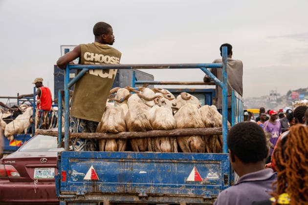 Ahead of Eid al-Adha in Nigeria LAGOS, NIGERIA - MAY 26: A view of an animal market as Eid al-Adha approaches in Lagos, Nigeria on May 26, 2026. Muslims sell cattle and sheep brought from various states for sale at one of the largest animal markets near the Lagos–Ibadan highway. Emmanuel Osodi Anadolu Lagos Nigeria. Editorial use only. Please get in touch for any other usage.  Copyright: x2026xAnadoluxEmmanuelxOsodix