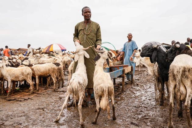 Ahead of Eid al-Adha in Nigeria LAGOS, NIGERIA - MAY 26: A view of an animal market as Eid al-Adha approaches in Lagos, Nigeria on May 26, 2026. Muslims sell cattle and sheep brought from various states for sale at one of the largest animal markets near the Lagos–Ibadan highway. Emmanuel Osodi Anadolu Lagos Nigeria. Editorial use only. Please get in touch for any other usage.  Copyright: x2026xAnadoluxEmmanuelxOsodix