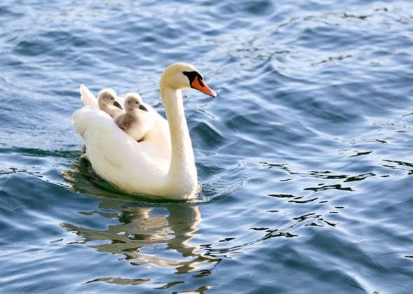 Creative Highlights World Germany: Swan Family on Lake Straussee Swan family on Lake Straussee in Strausberg, Märkisch Oderland. Strausberg Märkisch Oderland in Brandenburg Germany Copyright: SimonexKuhlmey