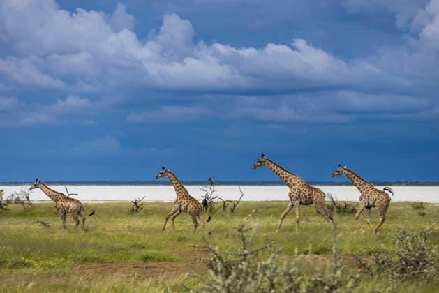 Creative Highlights World Four giraffes running on the savanna under stormy sky Solitaire, Khomas Region, Namibia CR_JUCU260525-2035600-01