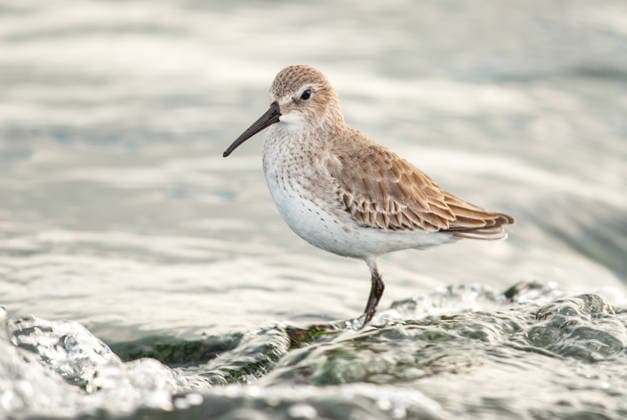 Creative Highlights World A dunlin shorebird stands on a coastal rock as waves wash over Barnegat Light, New Jersey, United States CR_VAWG2605264E-2037840-01