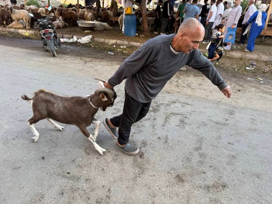 An Egyptian man buys a sheep from a livestock market in preparation for Eid al-Adha in Cairo, Egypt, on Wednesday, May 27, 2026. Muslims across the world celebrate Eid al-Adha (Feast of Sacrifice) by slaughtering sheep, goats, cows and camels, in commemoration of Prophet Abraham s readiness to sacrifice his son Ismail on God s command.  EGY2026052718 IsmaelxMohamad