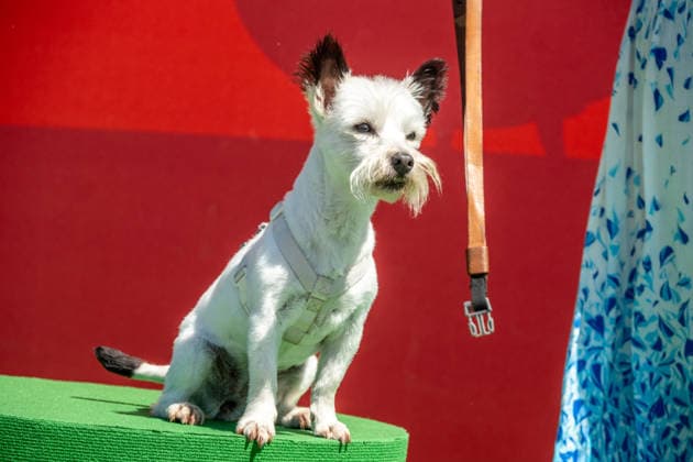 Eröffnung des neuen Themenbereichs Idefix Abenteuerland im Freizeitpark Belantis bei Leipzig. Der familienorientierte Erlebnisbereich rund um die bekannten Asterix-Figuren ist Teil der geplanten Weiterentwicklung des Parks zum zukünftigen Asterix-Park Deutschland. Eröffnung Idefix Abenteuerland *** Opening of the new Idefix Adventureland themed area at the Belantis theme park near Leipzig The family-oriented adventure area based around the well-known Asterix characters is part of the planned further development of the park into the future Asterix Park Germany Opening of Idefix Adventureland