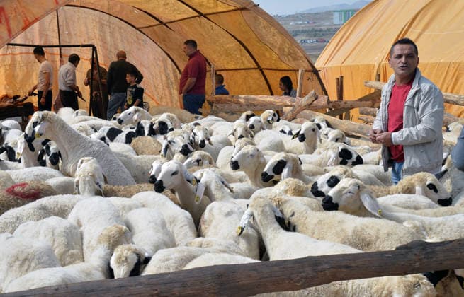 (260527) -- ANKARA, May 27, 2026 -- People buy sheep to celebrate Eid al-Adha at a livestock market outside Ankara, T¨¹rkiye, on May 27, 2026. Eid al-Adha traditionally involves the sacrifice of livestock and the distribution of meat to relatives, neighbors, and those in need. The Muslim holiday Eid al-Adha will be celebrated in T¨¹rkiye between May 27 and 30. ( Handout via Xinhua) T?RKIYE-ANKARA-EID AL-ADHA-LIVESTOCK MARKET MustafaxKaya 