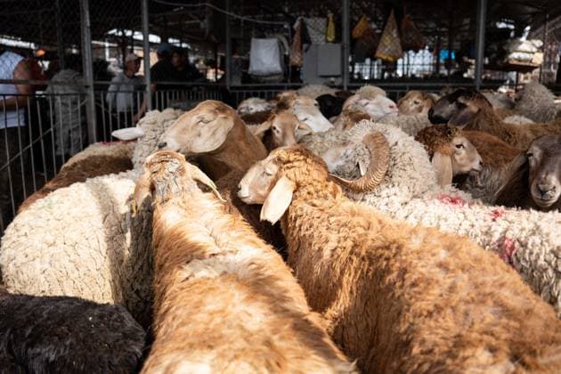 (260527) -- ALMATY, May 27, 2026 -- This photo taken on May 27, 2026 shows a livestock market in Almaty, Kazakhstan. (Str Xinhua) KAZAKHSTAN-ALMATY-EID AL-ADHA-CELEBRATION LixRenzi 