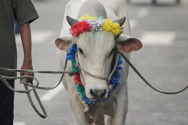 May 27, 2026: Chattogram, Bangladesh - Residents of Chattogram city lead decorated cattle show through city streets ahead of Eid-ul-Adha. The Muslim festival of sacrifice, when millions of animals are traded and prepared for ritual sacrifice across Bangladesh. - ZUMAr143 20260527_zap_r143_002 Copyright: xMdxRafayatxHaquexKhanx