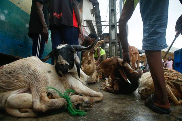 Eid al-Adha in Abidjan, Ivory Coast Muslims sacrifice animals part of Eid al-Adha in Abidjan, Ivory Coast, May 27, 2026. Abidjan Ivory Coast  Copyright: xMatrixxImagesx xJosephxZahuix