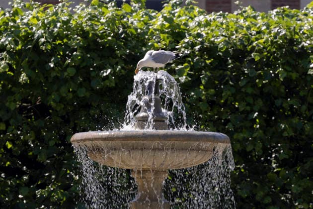 Paris, France May 27, 2026 - A bird drinks from a fountain in Place des Vosges during the heat wave .Temperatures in the French capital are about 10 degrees higher than the seasonal average, with temperatures exceeding 30 degrees, reaching the threshold for a heat wave. METEO, CANICULE, FORTES CHALEURS, ILLUSTRATION, ESTIVAL, ESTIVALE, GENERIQUE, SOLEIL, TOURISME, SITE TOURISTIQUE, PARIS, VIGILANCE, VAGUE DE CHALEUR, CHANGEMENT CLIMATIQUE, PLACE DES VOSGES, JARDIN, PARC, ANIMAUX, BOIRE, EAU, OISEAUX, MOUETTE  Copyright: xVincentxIsorex