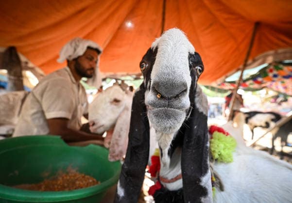 NEW DELHI, INDIA - MAY 27: Vendors are seen with the goats for sale at a livestock market ahead of Bakri Eid outside Jama Masjid, on May 27, 2026 in New Delhi, India. Eid al-Adha will be celebrated across most parts of India on May 28, 2026, after the Dhul-Hijjah crescent moon was not sighted earlier this week. Several governments and institutions revised their holiday schedules. While Saudi Arabia, the United Arab Emirates, and some other countries are marking the occasion today, May 27. (Photo by Sanchit Khanna Hindustan Times ) Eid al-Adha 2026