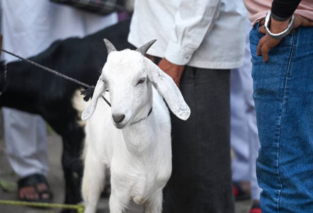 NOIDA, INDIA - MAY 27: Goats and Bull calf sale on the eve of Eid al-Adha at Sector 8 market, on May 27, 2026 in Noida, India. Eid al-Adha will be celebrated across most parts of India on May 28, 2026, after the Dhul-Hijjah crescent moon was not sighted earlier this week. Several governments and institutions revised their holiday schedules. While Saudi Arabia, the United Arab Emirates, and some other countries are marking the occasion today, May 27. (Photo by Sunil Ghosh Hindustan Times ) Eid al-Adha 2026