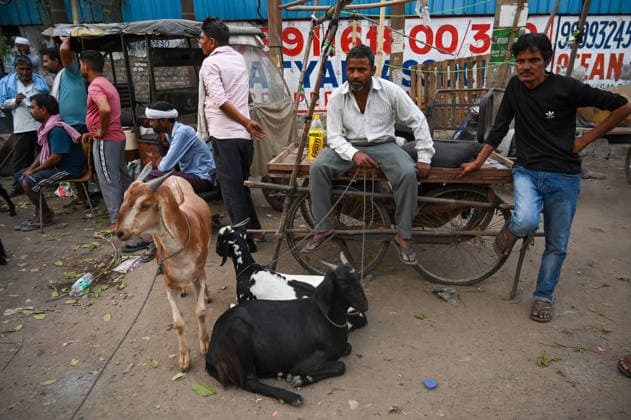 NOIDA, INDIA - MAY 27: Goats and Bull calf sale on the eve of Eid al-Adha at Sector 8 market, on May 27, 2026 in Noida, India. Eid al-Adha will be celebrated across most parts of India on May 28, 2026, after the Dhul-Hijjah crescent moon was not sighted earlier this week. Several governments and institutions revised their holiday schedules. While Saudi Arabia, the United Arab Emirates, and some other countries are marking the occasion today, May 27. (Photo by Sunil Ghosh Hindustan Times ) Eid al-Adha 2026