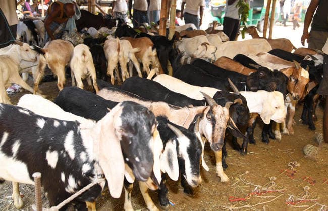 PATNA, INDIA - MAY 27: Muslim people purchasing goats on the eve of Bakrid festival at a goat market, Jagdeo Path on May 27, 2026 in Patna, India. Eid al-Adha will be celebrated across most parts of India on May 28, 2026, after the Dhul-Hijjah crescent moon was not sighted earlier this week. Several governments and institutions revised their holiday schedules. While Saudi Arabia, the United Arab Emirates, and some other countries are marking the occasion today, May 27. (Photo by Santosh Kumar Hindustan Times ) Eid al-Adha 2026
