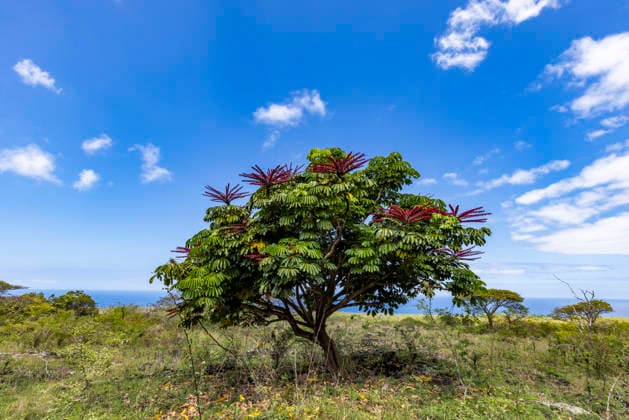 Flowering Australian umbrella tree (Heptapleurum actinophyllum) in landscape USA,Hawaii,Kona, 30.04.2025, ,property released TTBB_tbs5103849.jpg, Horizontal,Outdoors,Day,No People,Nature,Blossom,Flower,Leaf,Landscape - Scenery,Tree,Tropical Climate,Sky,Sunlight,Cloud,Field,Grass,Single Tree,Australian Umbrella Tree,Heptapleurum Actinophyllum,Plants And Flowers,USA,Hawaii,Kona Copyright: xTetraxImages StevexSmithx