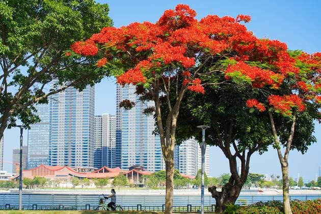News Bilder des Tages #2 (260528) -- XIAMEN, May 28, 2026 -- This photo taken on May 27, 2026 shows blooming royal poinciana trees in Xiamen, southeast China s Fujian Province. (Photo by Xinhua) CHINA-FUJIAN-XIAMEN-ROYAL POINCIANA-BLOSSOMS (CN) ChenxYasha 