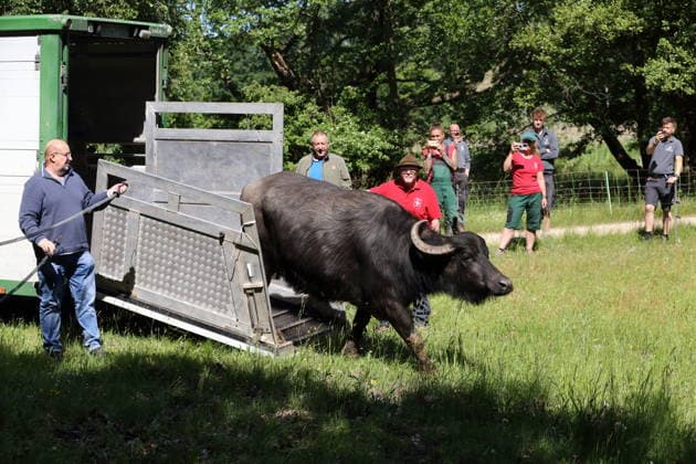 Wasserbüffel bei der Ankunft auf der Pfaueninsel in Berlin, 28. Mai 2026. Ankunft Wasserbüffel Pfaueninsel Berlin *** Water buffalo arriving on the Peacock Island in Berlin, May 28, 2026 Arrival water buffalo on Peacock Island Berlin