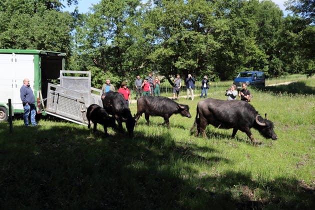 Wasserbüffel bei der Ankunft auf der Pfaueninsel in Berlin, 28. Mai 2026. Ankunft Wasserbüffel Pfaueninsel Berlin *** Water buffalo arriving on the Peacock Island in Berlin, May 28, 2026 Arrival water buffalo on Peacock Island Berlin