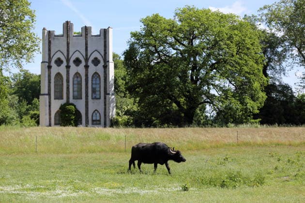 Wasserbüffel weiden an der Meierei auf der Pfaueninsel in Berlin, 28. Mai 2026. Ankunft Wasserbüffel Pfaueninsel Berlin *** Water buffalo grazing at the dairy on the Pfaueninsel in Berlin, May 28, 2026 Arrival water buffalo Pfaueninsel Berlin
